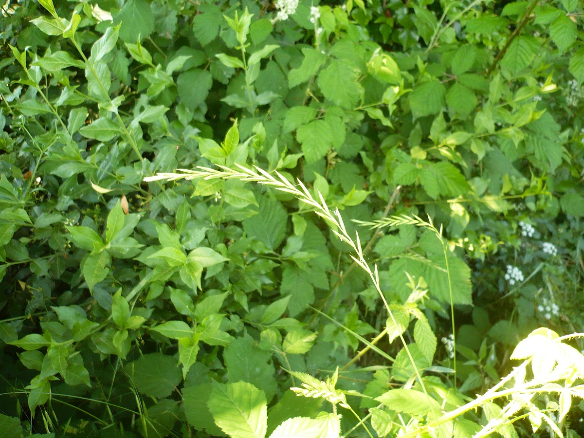 Elytrigia repens subsp. repens (Poaceae)